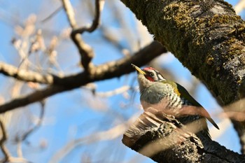 Japanese Green Woodpecker 多摩市 Thu, 3/21/2024