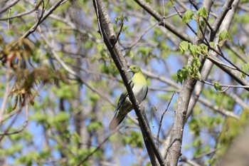 White-bellied Green Pigeon Unknown Spots Sat, 4/20/2024