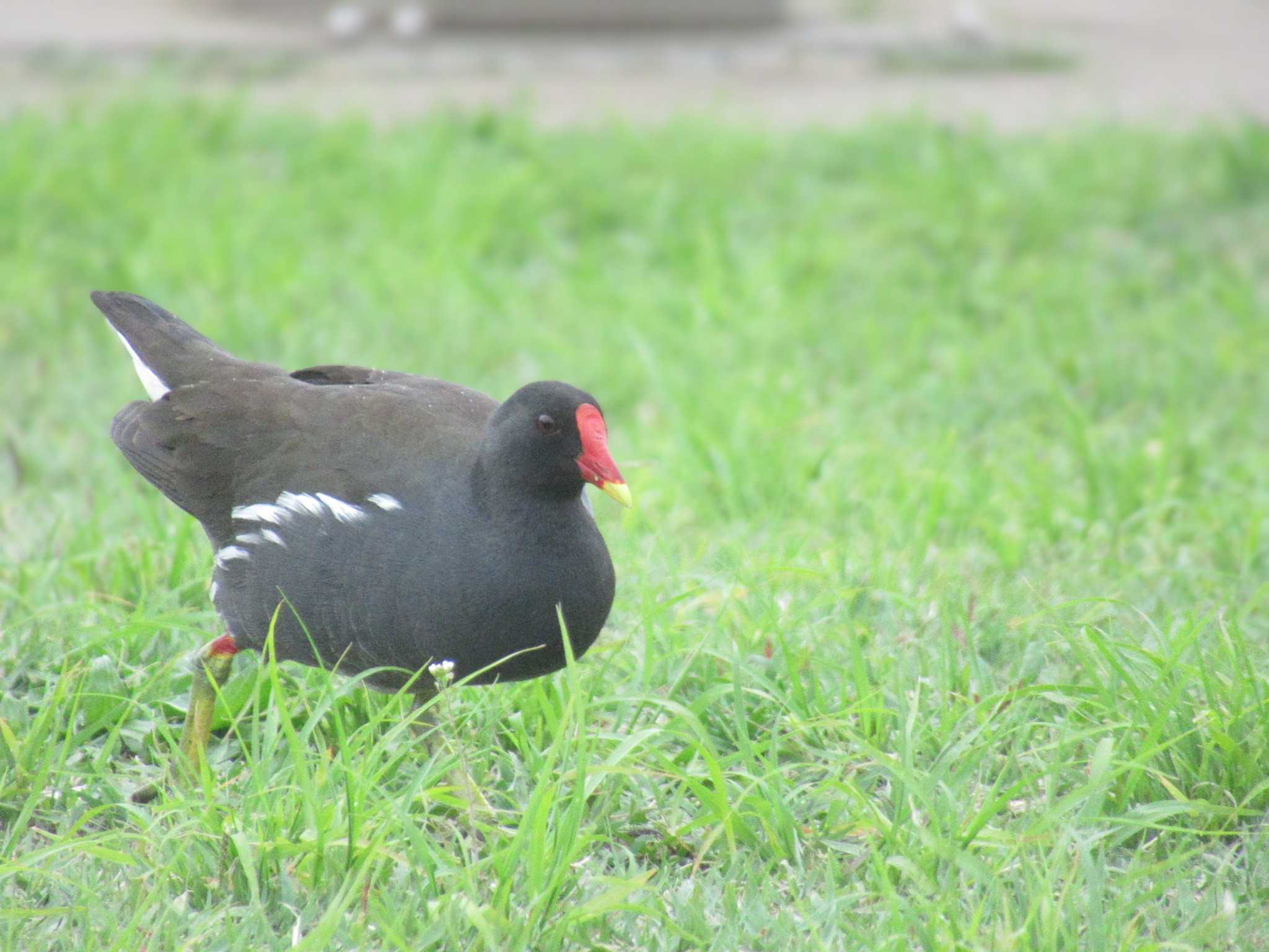 Photo of Common Moorhen at Musashino-no-mori Park by kohukurou