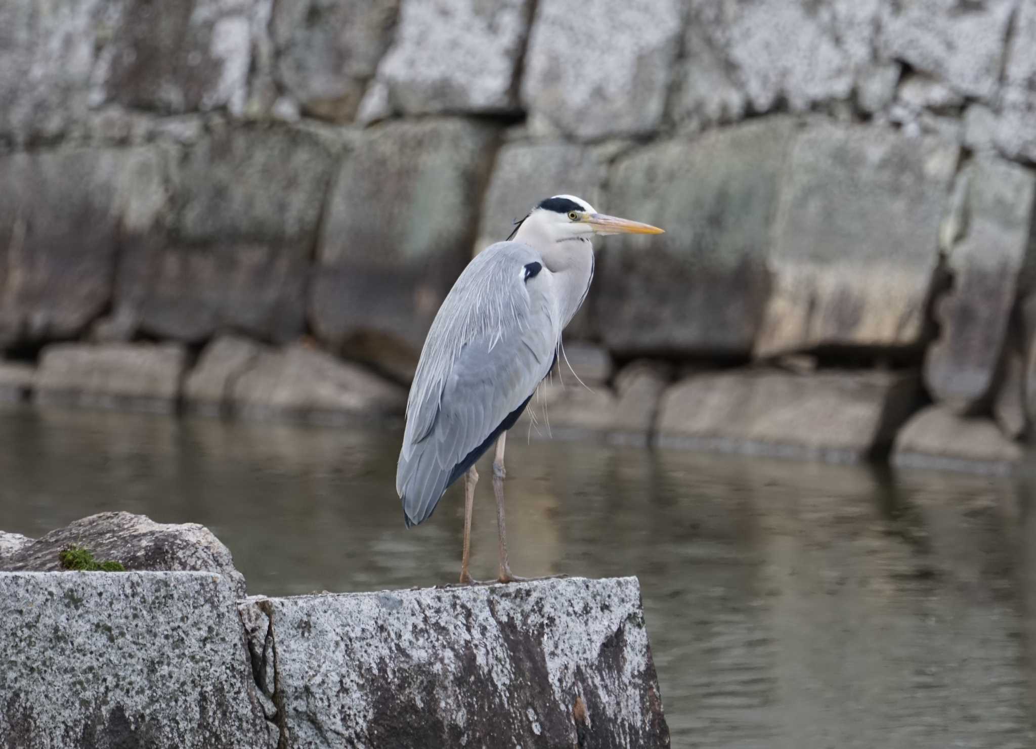 Photo of Grey Heron at 播州赤穂 by マル