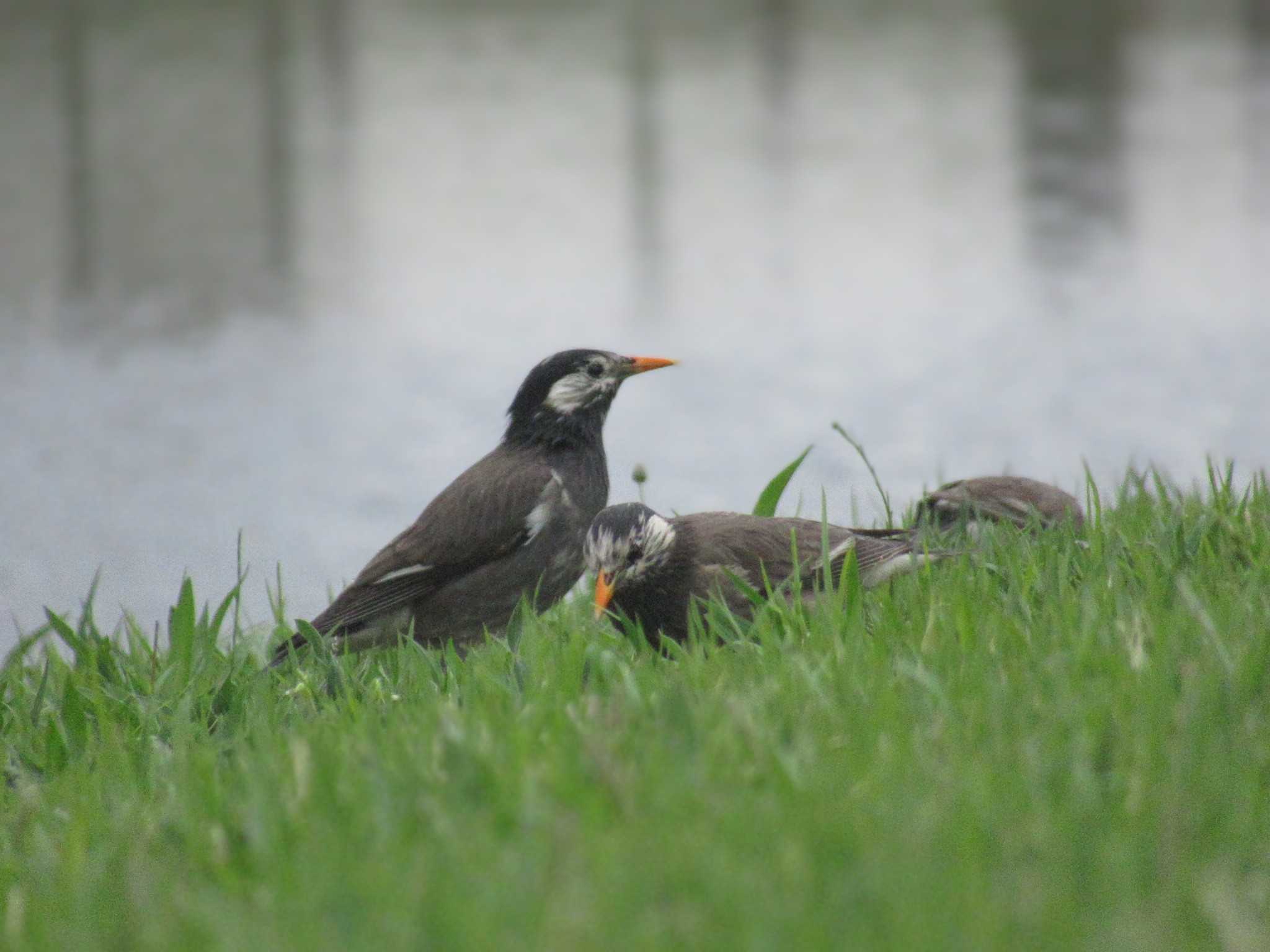 Photo of White-cheeked Starling at Musashino-no-mori Park by kohukurou