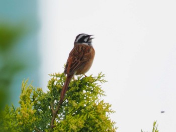 Meadow Bunting 見沼自然公園 Fri, 4/26/2024