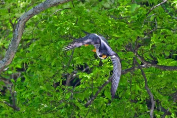 Peregrine Falcon Aobayama Park Sat, 4/27/2024