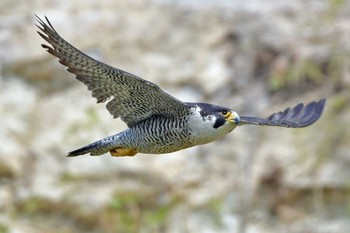 Peregrine Falcon Aobayama Park Sat, 4/27/2024