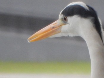 アオサギ 隅田公園 2024年4月27日(土)