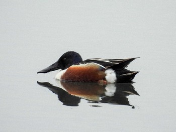 Northern Shoveler Yatsu-higata Sat, 4/27/2024