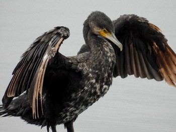 Great Cormorant Yatsu-higata Sat, 4/27/2024