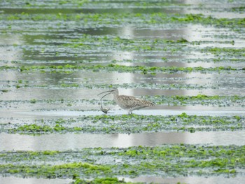 Eurasian Whimbrel Yatsu-higata Sat, 4/27/2024