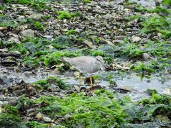 Grey-tailed Tattler Yatsu-higata Sat, 4/27/2024