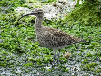 Eurasian Whimbrel Yatsu-higata Sat, 4/27/2024