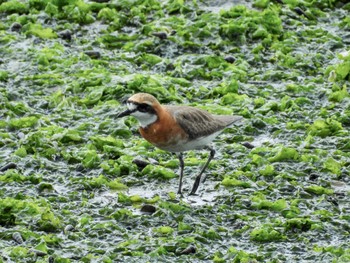 Siberian Sand Plover Yatsu-higata Sat, 4/27/2024