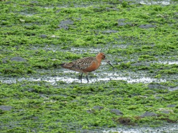 Bar-tailed Godwit Yatsu-higata Sat, 4/27/2024