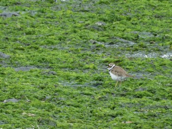 Little Ringed Plover Yatsu-higata Sat, 4/27/2024