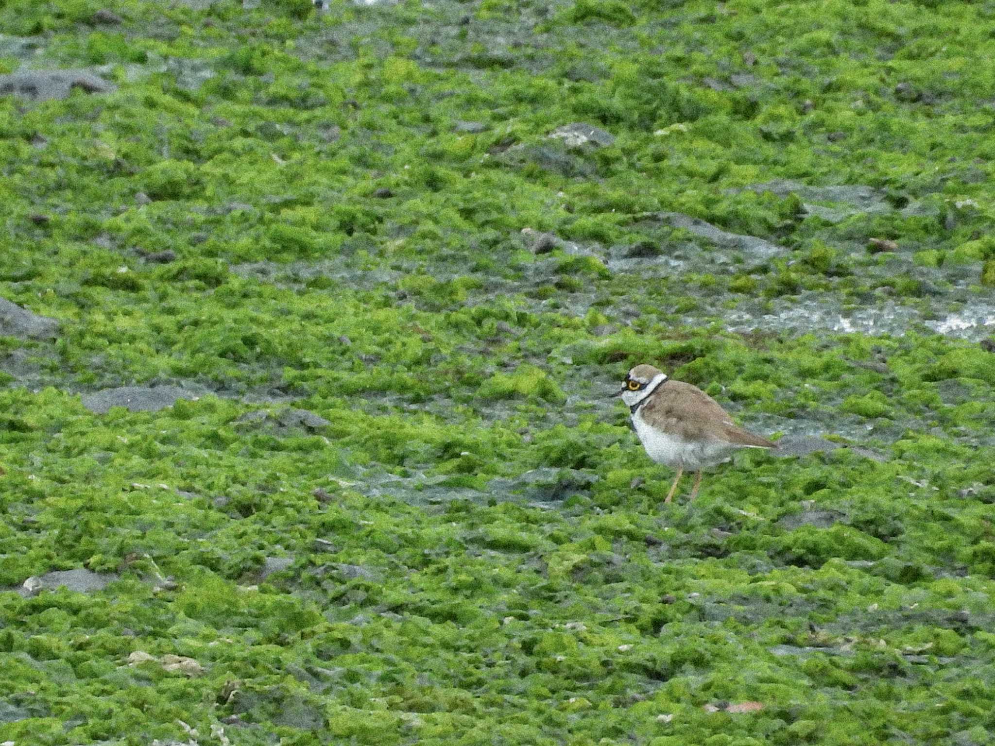 Photo of Little Ringed Plover at Yatsu-higata by tana