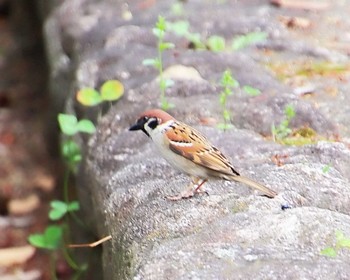 Eurasian Tree Sparrow 大仙公園 Fri, 4/26/2024