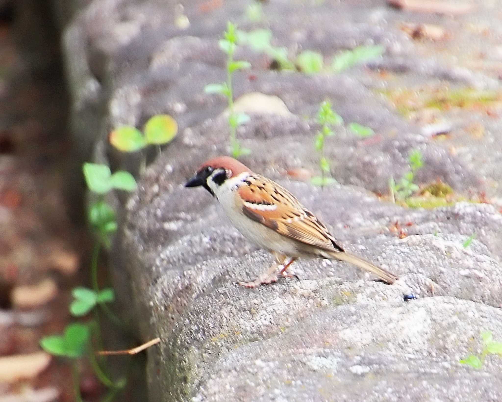 Photo of Eurasian Tree Sparrow at 大仙公園 by Ken Mimura