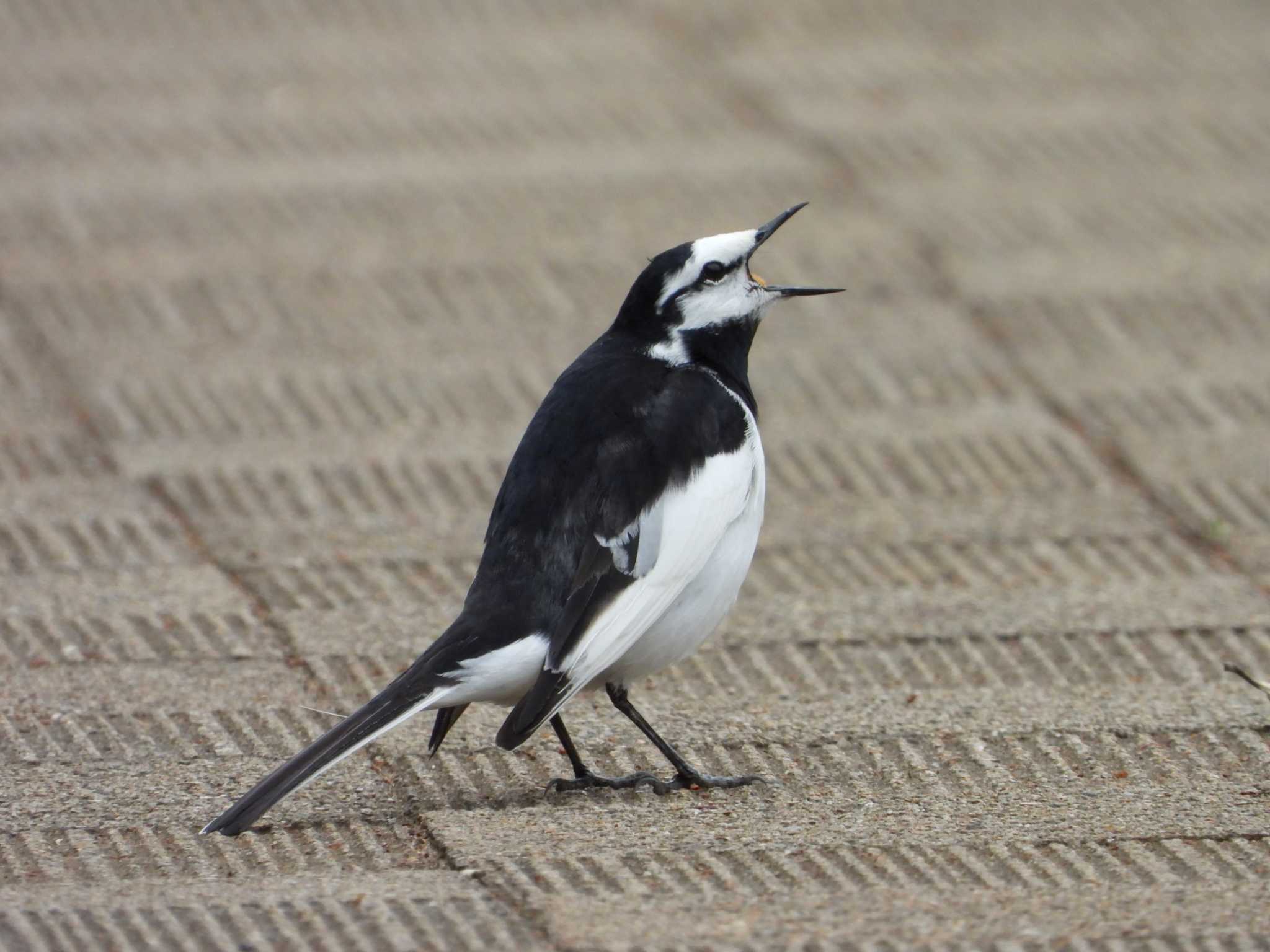 Photo of White Wagtail at 城山公園(東京都) by ヨシテル