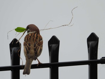 Eurasian Tree Sparrow 城山公園(東京都) Sat, 4/27/2024