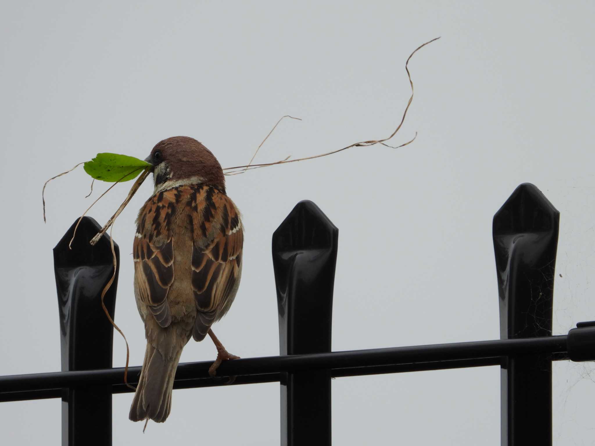 Photo of Eurasian Tree Sparrow at 城山公園(東京都) by ヨシテル