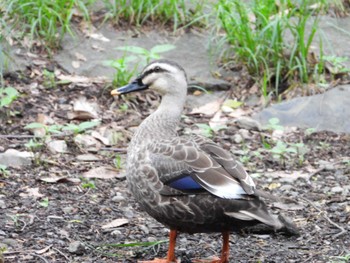 カルガモ 城山公園(東京都) 2024年4月27日(土)