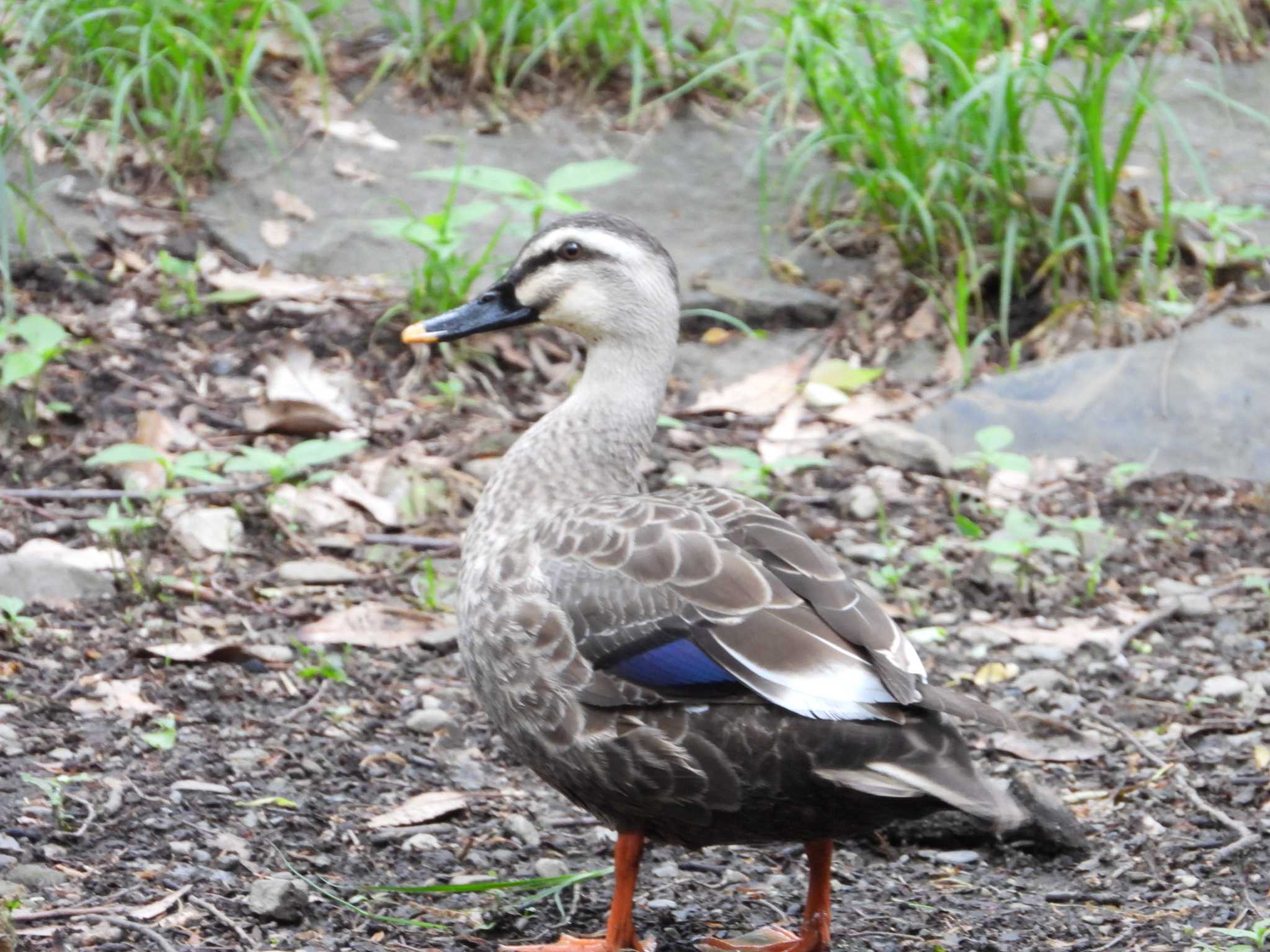Photo of Eastern Spot-billed Duck at 城山公園(東京都) by ヨシテル