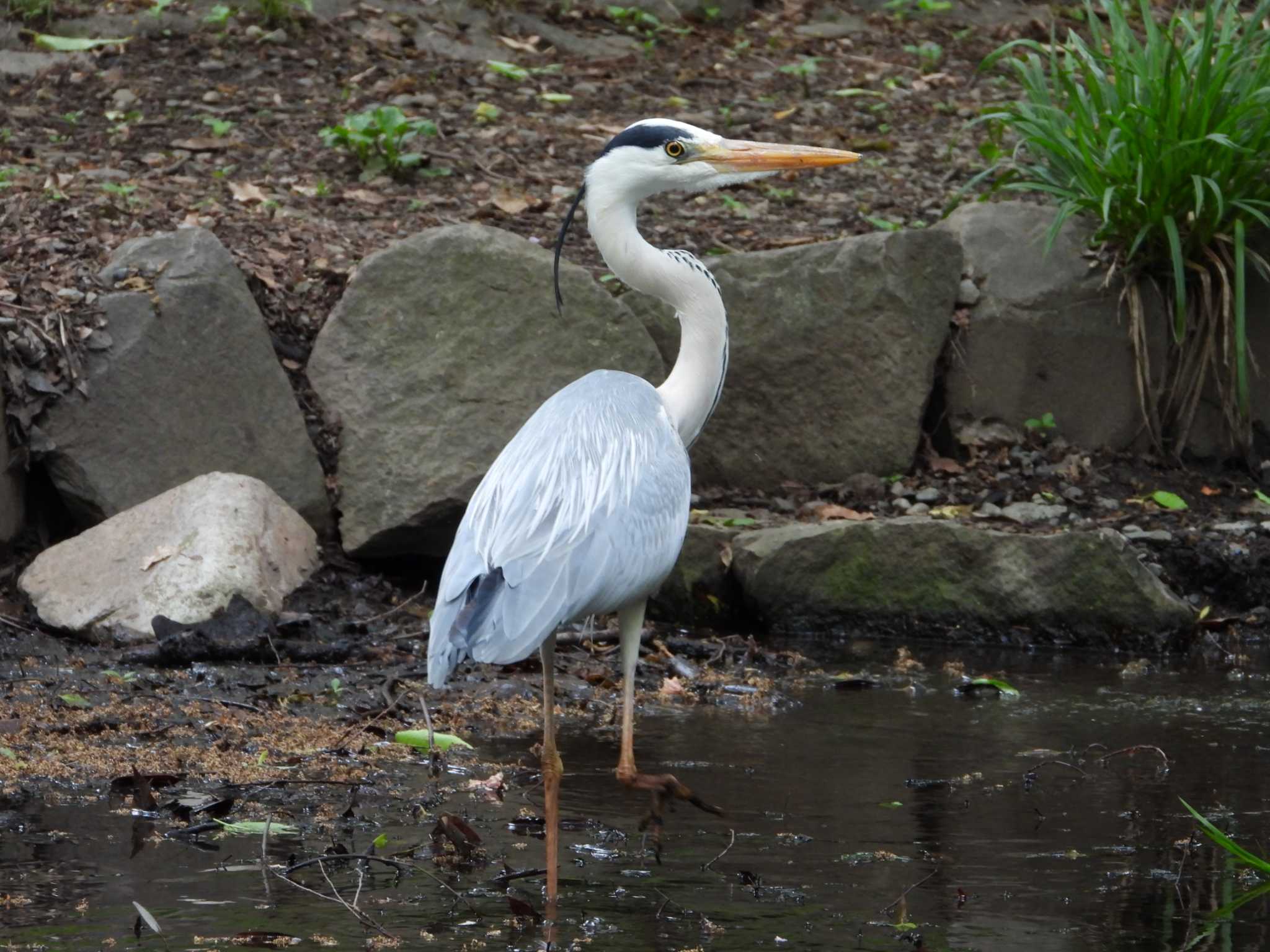 Photo of Grey Heron at 城山公園(東京都) by ヨシテル