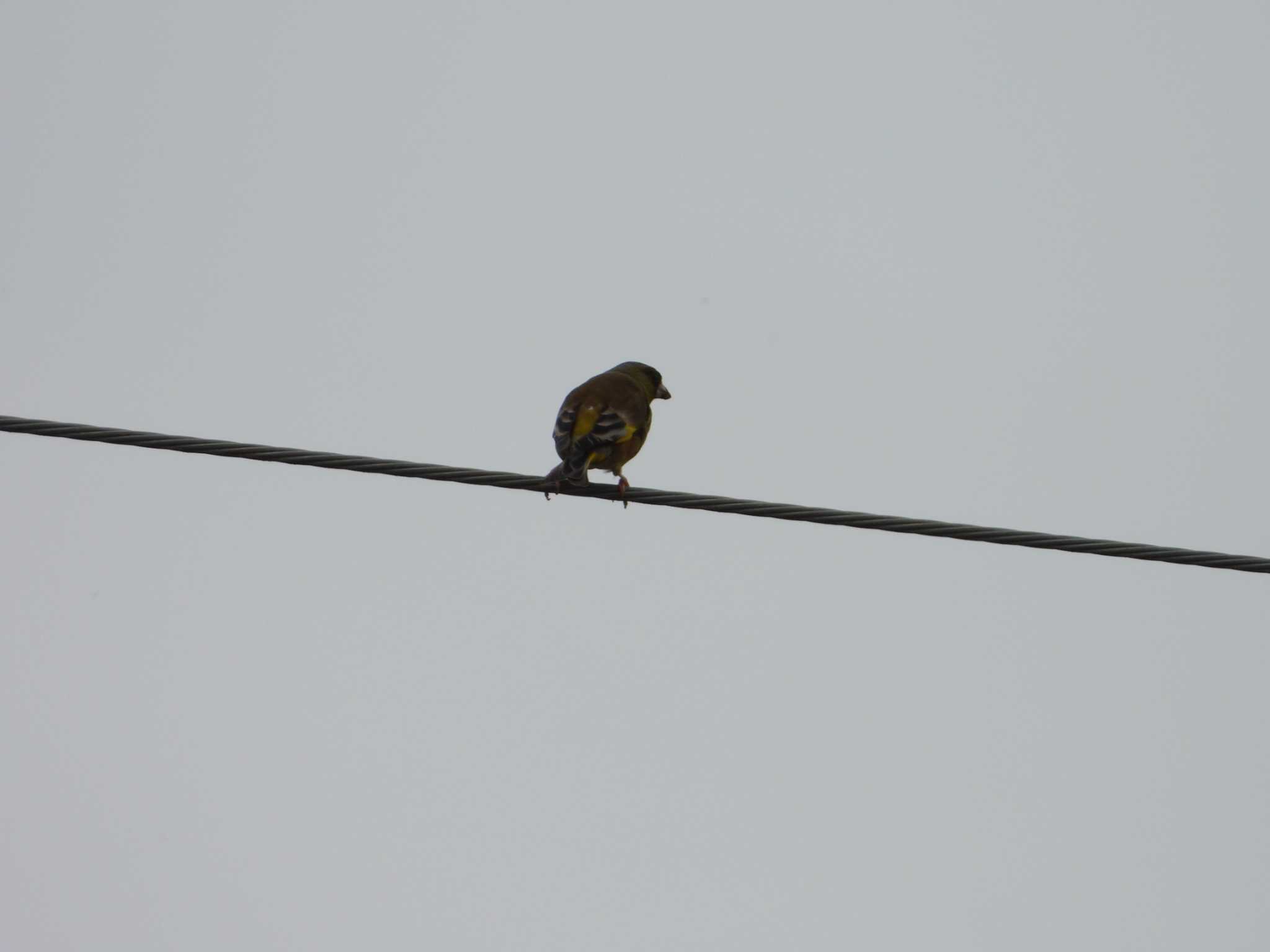 Grey-capped Greenfinch