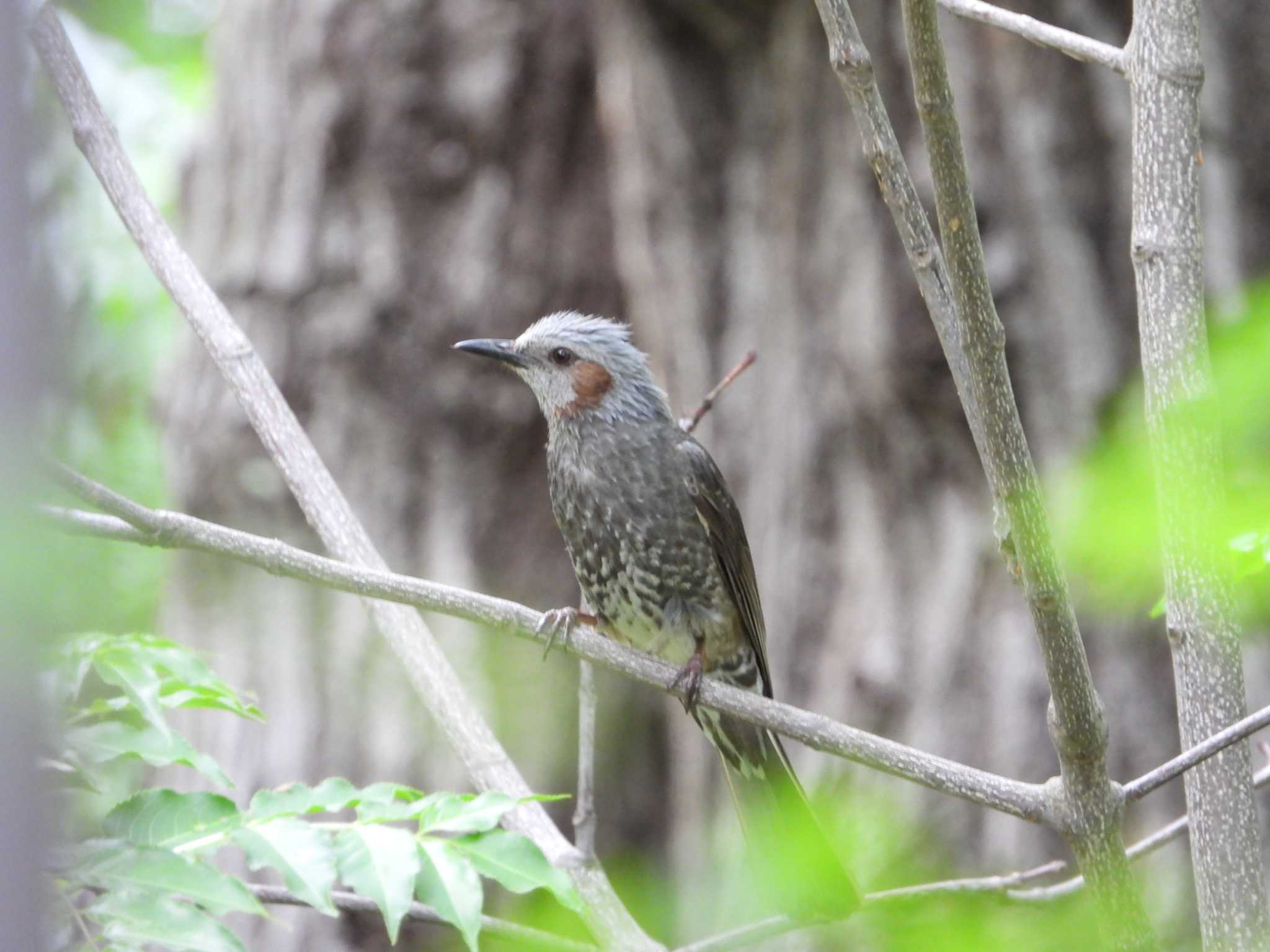 Brown-eared Bulbul