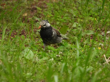 White-cheeked Starling 城山公園(東京都) Sat, 4/27/2024