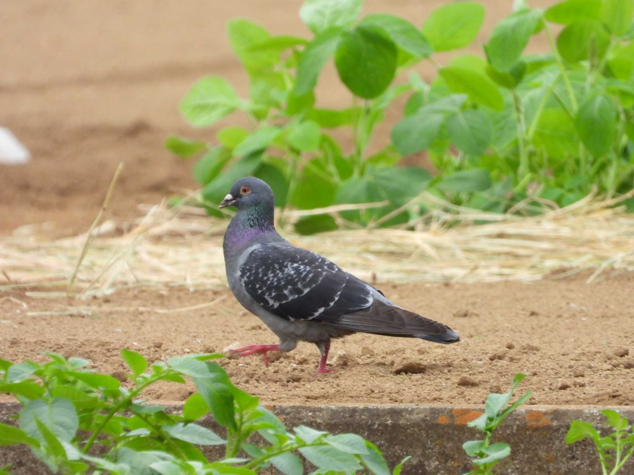 Photo of Rock Dove at 城山公園(東京都) by ヨシテル