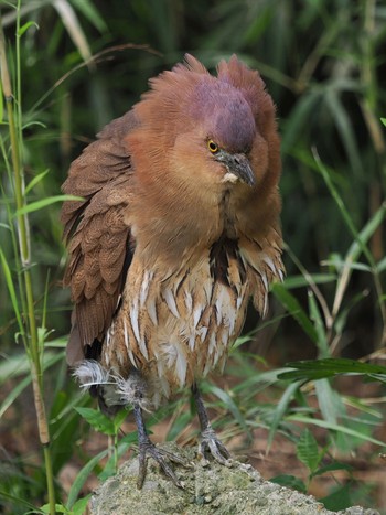 Japanese Night Heron Ukima Park Sat, 4/27/2024