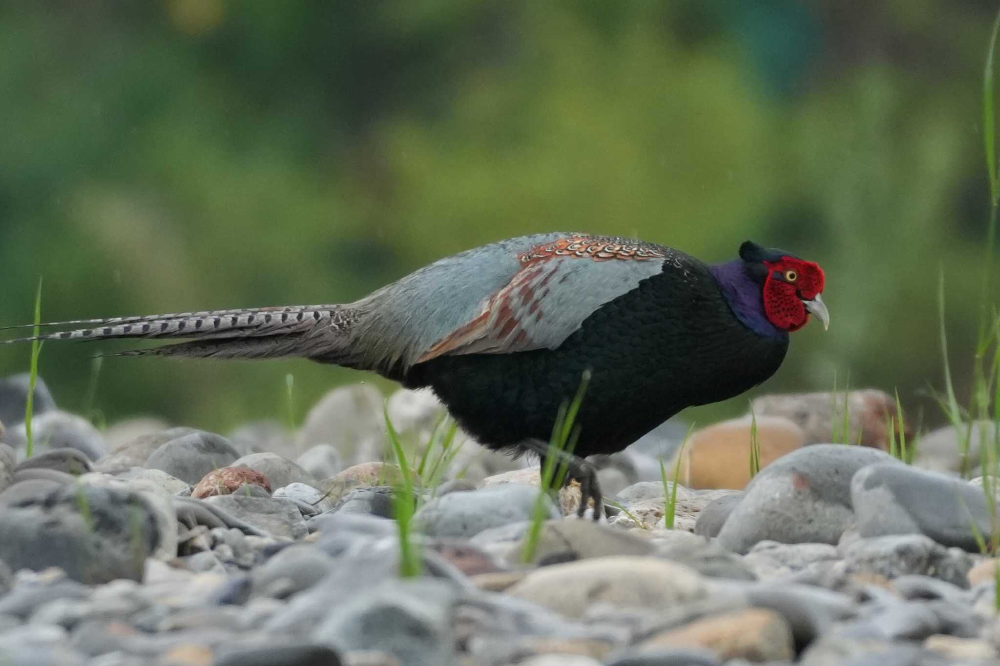 Photo of Green Pheasant at 多摩川 by ツートン