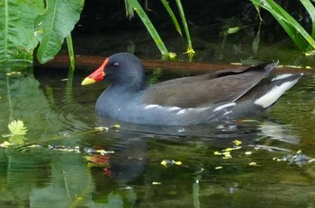 Common Moorhen 多摩川 Sat, 4/27/2024