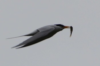 Little Tern 多摩川 Sat, 4/27/2024