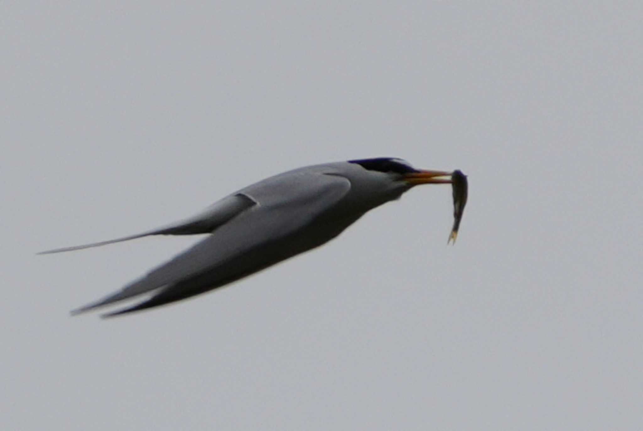 Little Tern