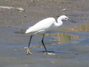 Little Egret 蒲生干潟(仙台市) Thu, 4/25/2024