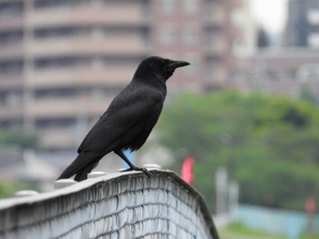 Carrion Crow 大栗川(多摩川合流地点) Sat, 4/27/2024