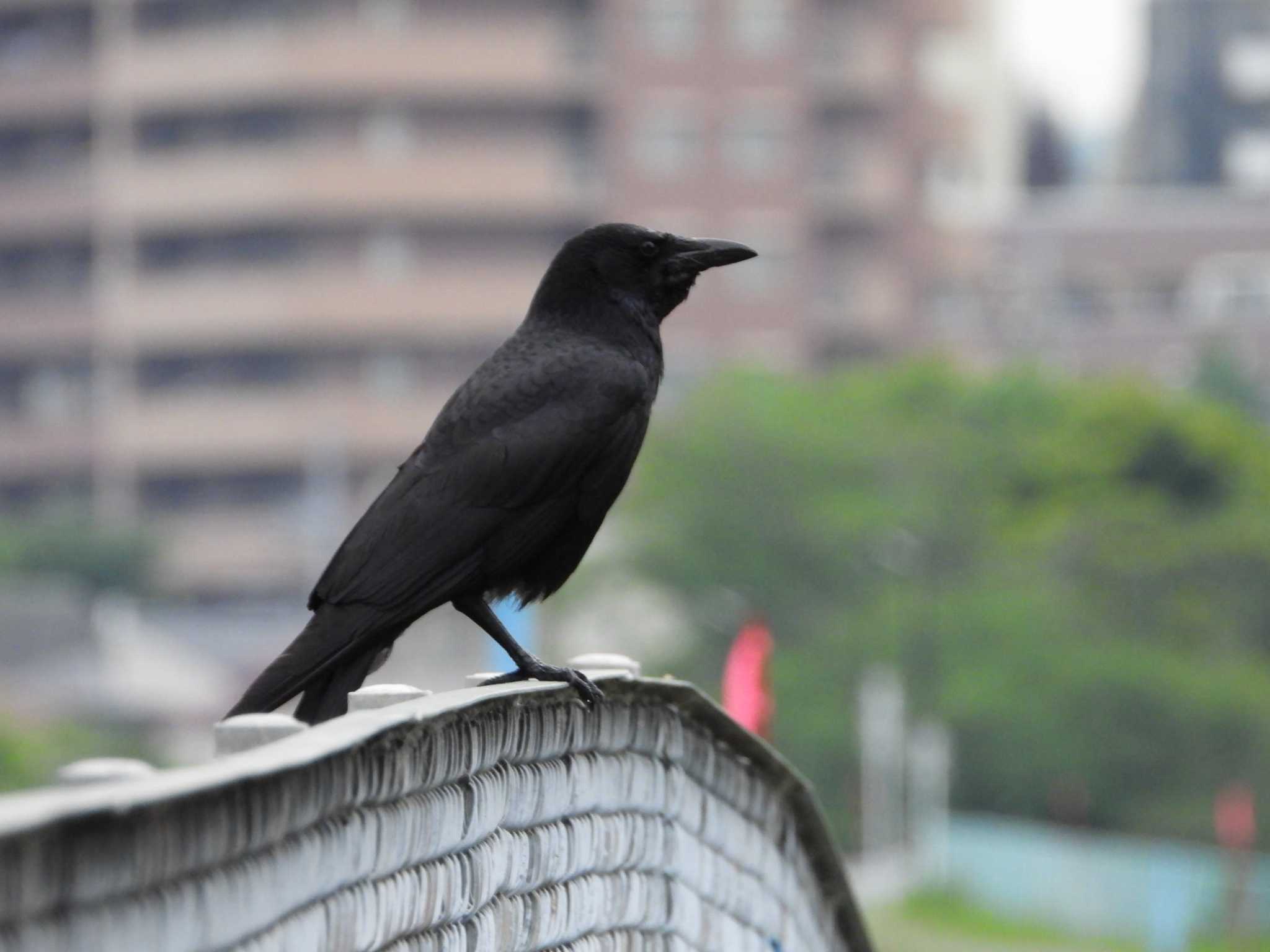 大栗川(多摩川合流地点) ハシボソガラスの写真 by ヨシテル