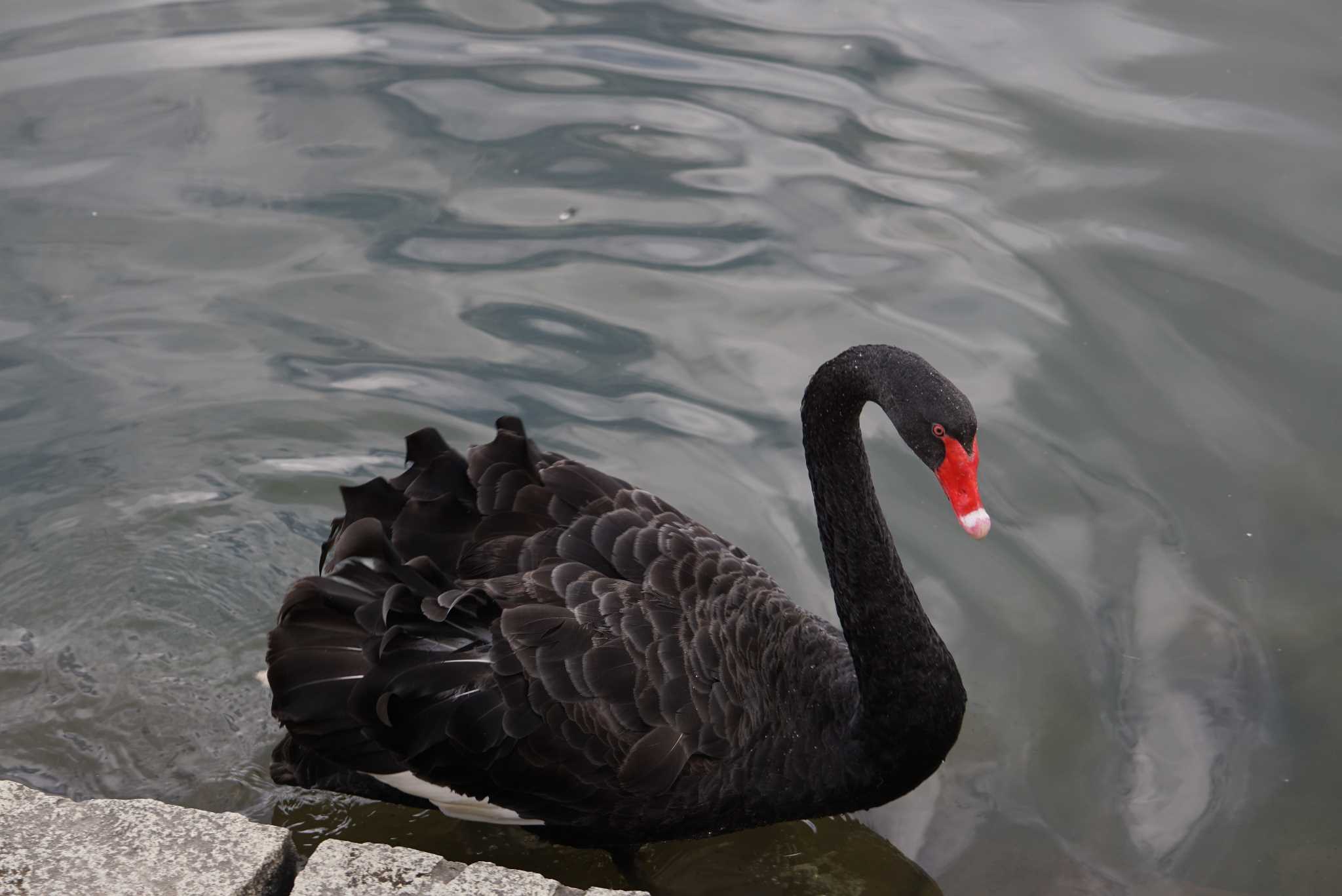 Photo of Black Swan at 播州赤穂 by マル