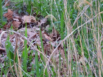 Sat, 4/27/2024 Birding report at 大栗川(多摩川合流地点)