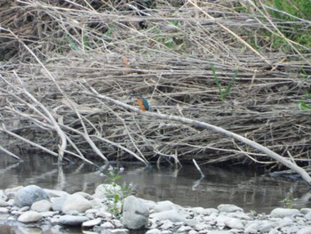 Common Kingfisher 大栗川(多摩川合流地点) Sat, 4/27/2024