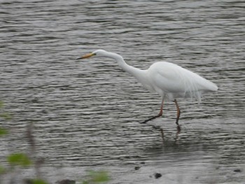 Great Egret 大栗川(多摩川合流地点) Sat, 4/27/2024