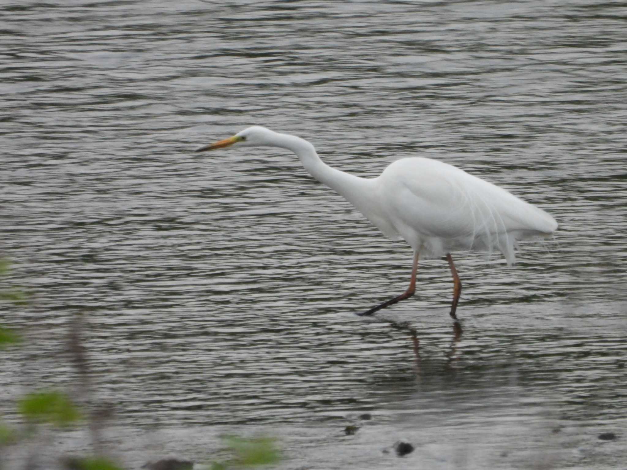 Photo of Great Egret at 大栗川(多摩川合流地点) by ヨシテル