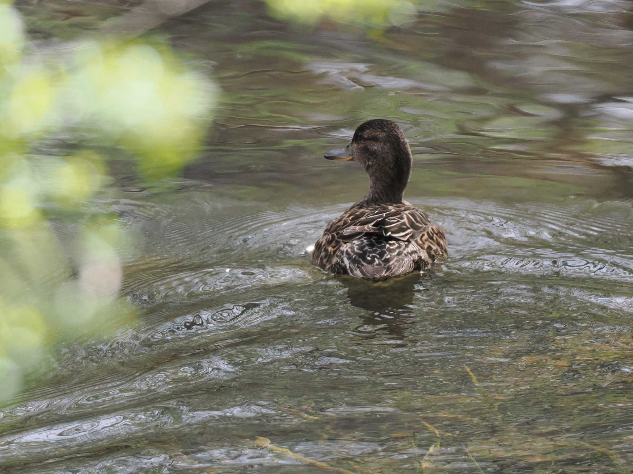 Photo of Eurasian Teal at 盤渓川(盤渓2号橋〜盤沢砂防ダム付近) by 98_Ark (98ｱｰｸ)