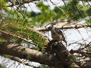 Sat, 4/27/2024 Birding report at 宮城沢林道(札幌市西区)