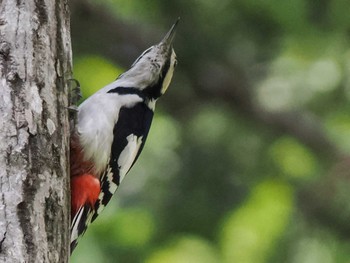 Great Spotted Woodpecker(japonicus) 宮城沢林道(札幌市西区) Sat, 4/27/2024