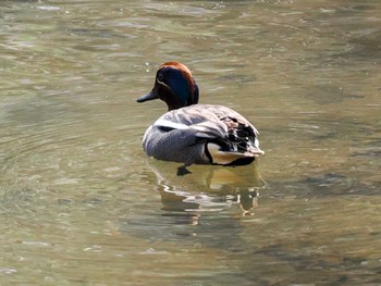 2024年4月27日(土) 盤渓川(盤渓2号橋〜盤沢砂防ダム付近)の野鳥観察記録