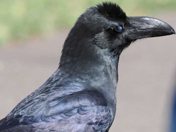 Large-billed Crow 平和の滝 Sat, 4/27/2024