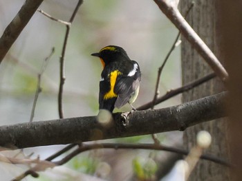 2024年4月27日(土) 左股川緑地(札幌市西区)の野鳥観察記録