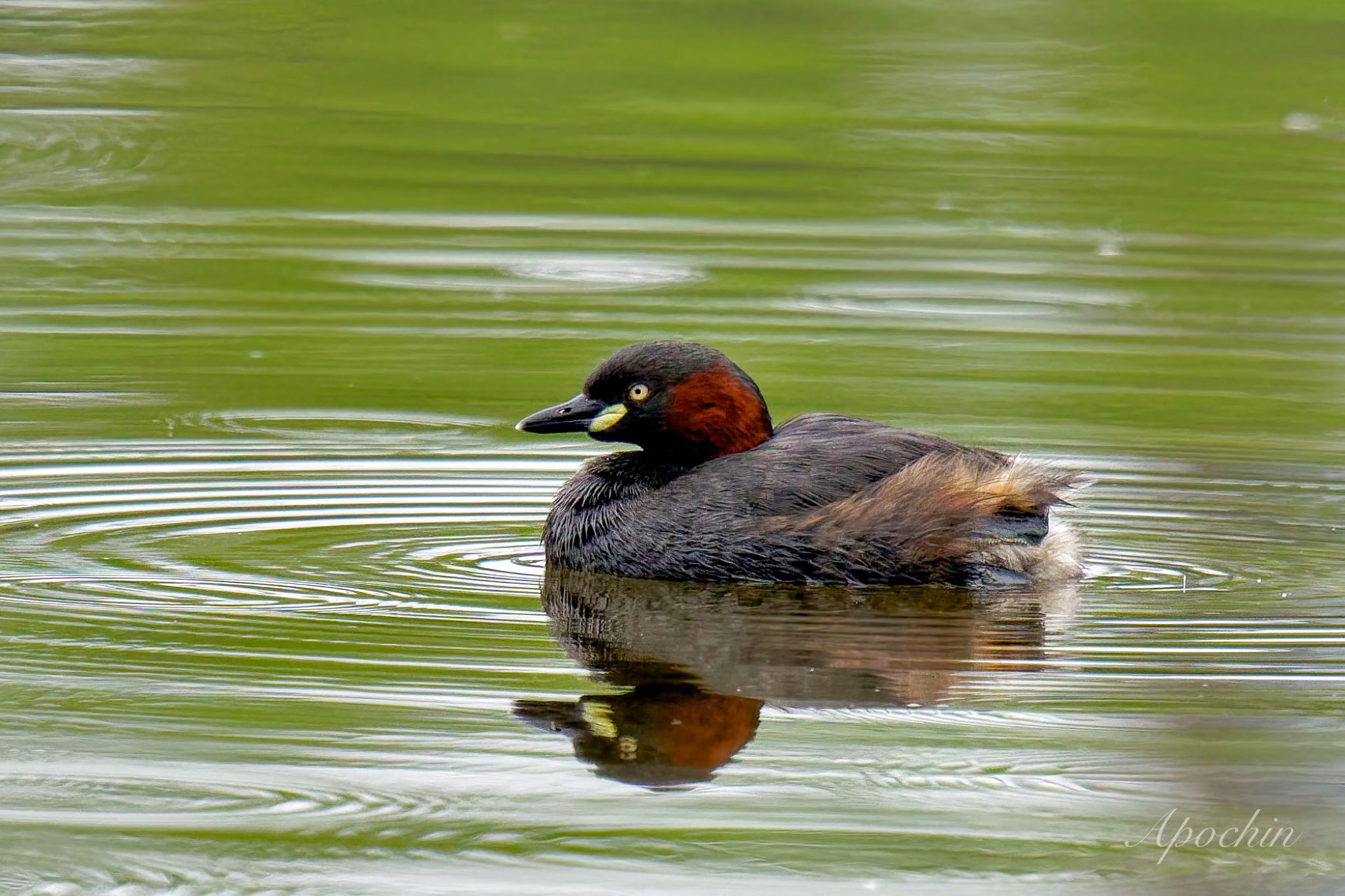 Photo of Little Grebe at Ukima Park by アポちん